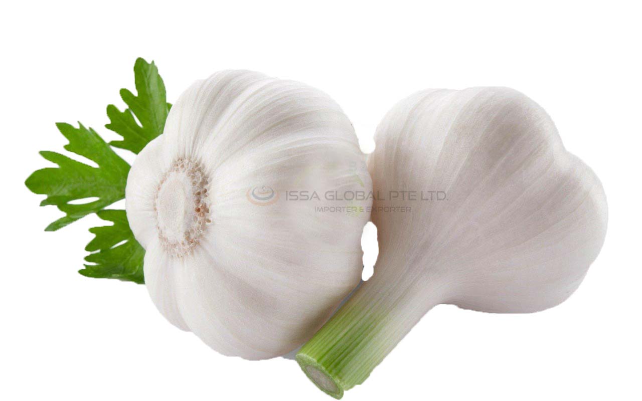 garlic