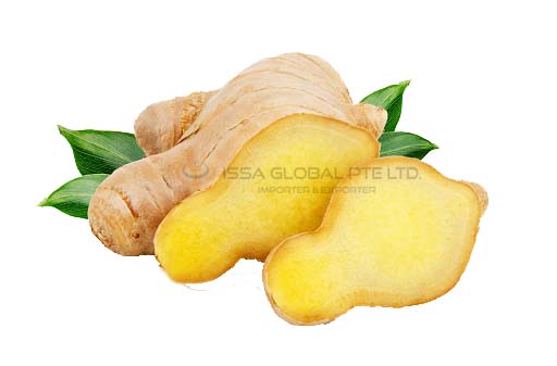 Ginger root with leaves isolated on white background